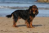 KING CHARLES SPANIEL 086